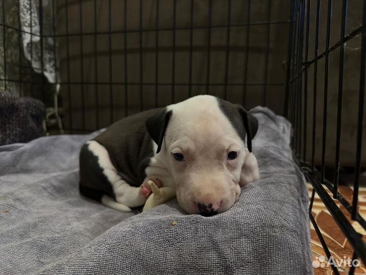 Продам собаку питбуля