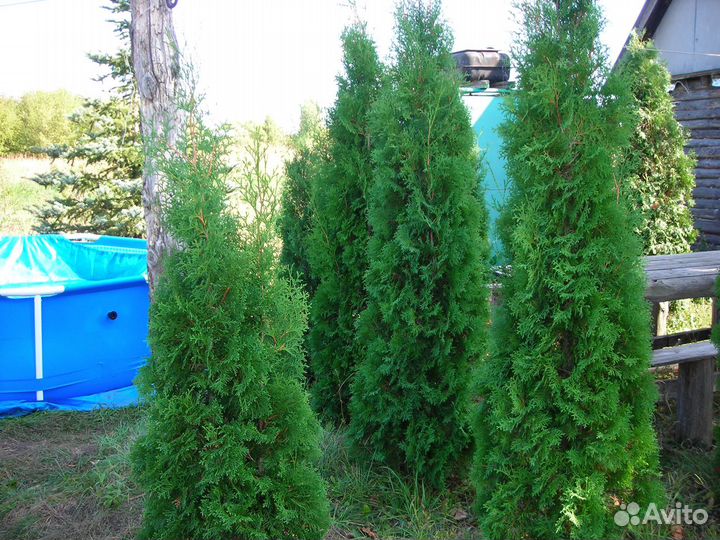 Туя колонновидная