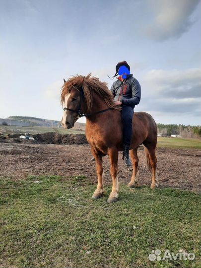 Жеребец на племя продажа/обмен