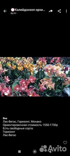 Орхидеи приход в конце сентября