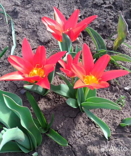 Садовые цветы