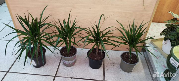 Пальма драцена