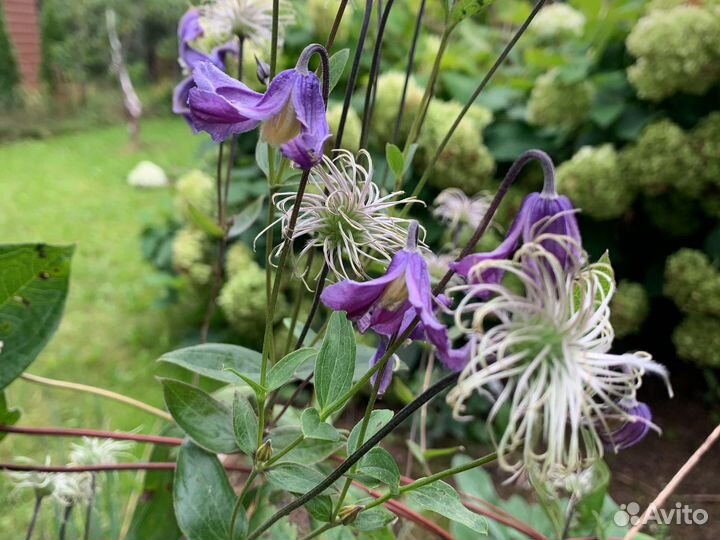 Черенки клематиса для укоренения