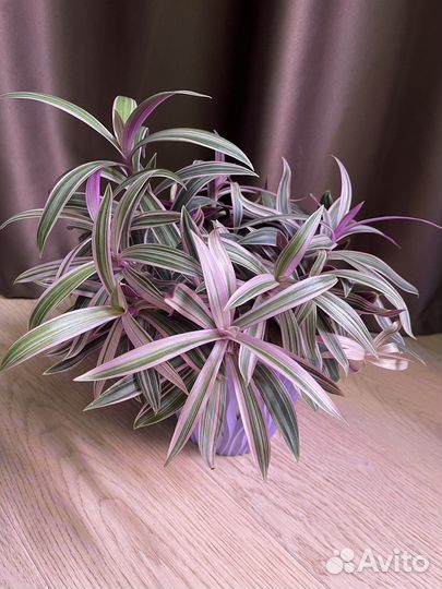 Традесканция рео