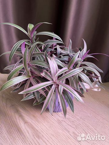 Традесканция рео