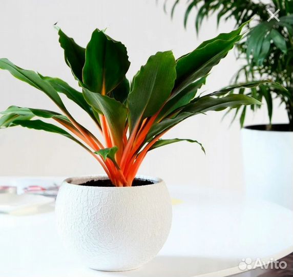 Хлорофитум Грин Оранж. Орхидаструм