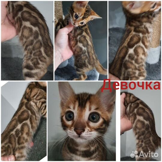Бенгальские котята