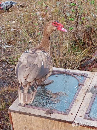 Мускусные утки