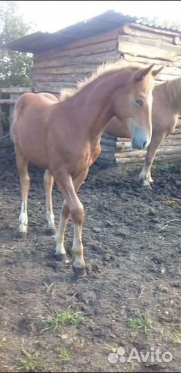 Продам кобылу с жеребёнком