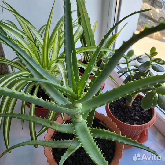 Цветы: алоэ, хлорофитум, эпифиллум, толстянка