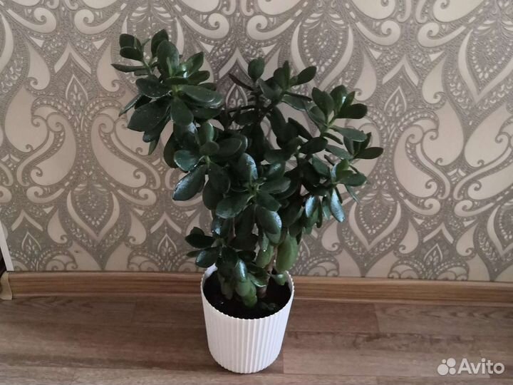 Кордилина, неомарика