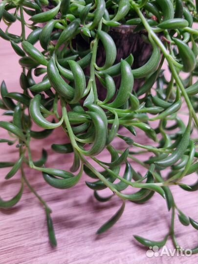 Крестовник 