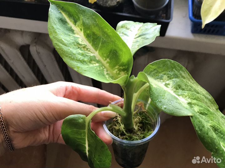 Деффинбахия марс