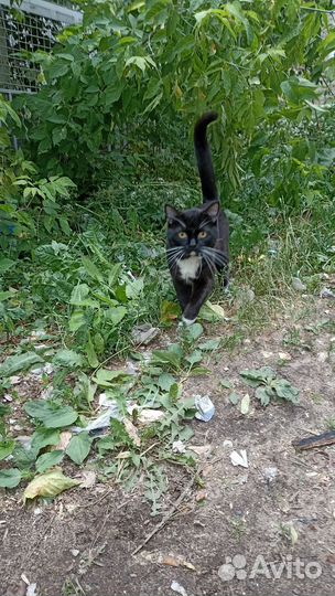 Черный кот