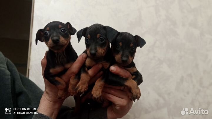 Цвергпинчер