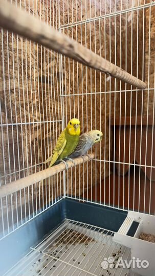 Волнистый попугай