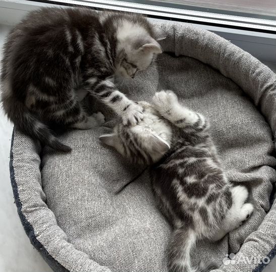 Шотландские котята