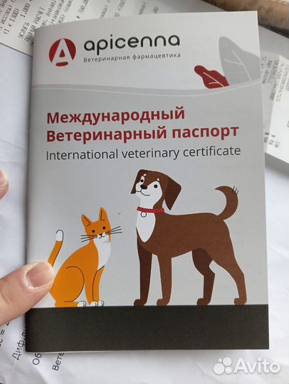 Самсон Котёнок 9 месяцев кастрированный