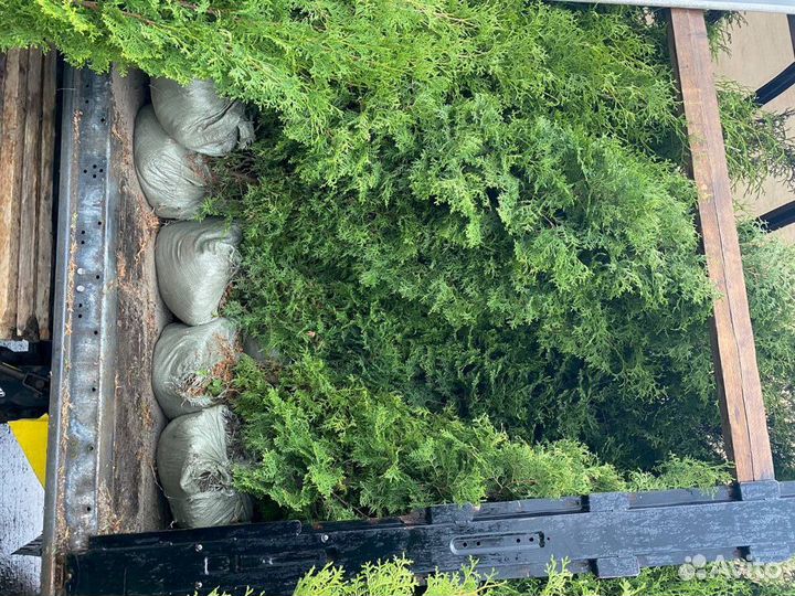 Туя Брабант от 1 м