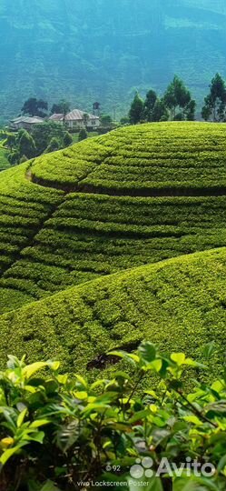 Горящий тур на Шри Ланку