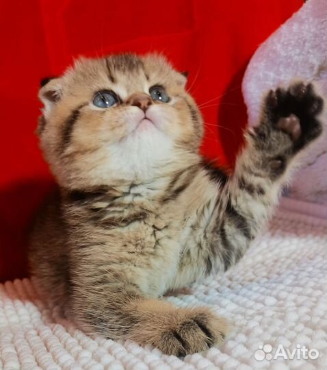 Вислоухий золотой кот