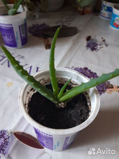 Комнатные цветы