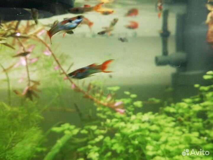 Гуппи эндлера и кобра