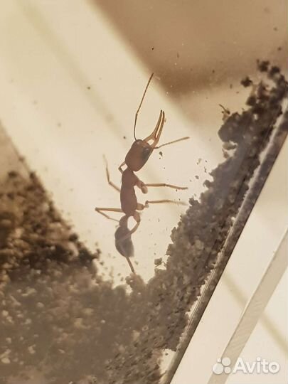 Продам муравьёв Harpegnathos saltator