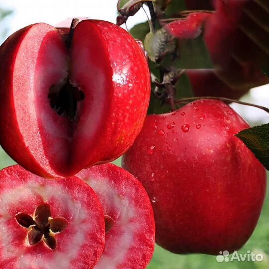 Яблоня Редлав Эра саженцы