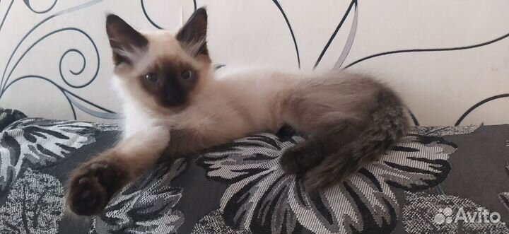 Котик