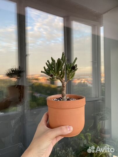 Крассула хоббит взрослое