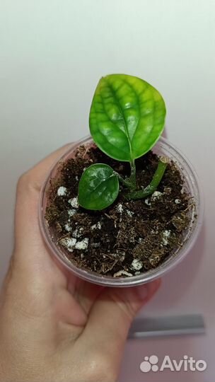 Аройдные набор 3