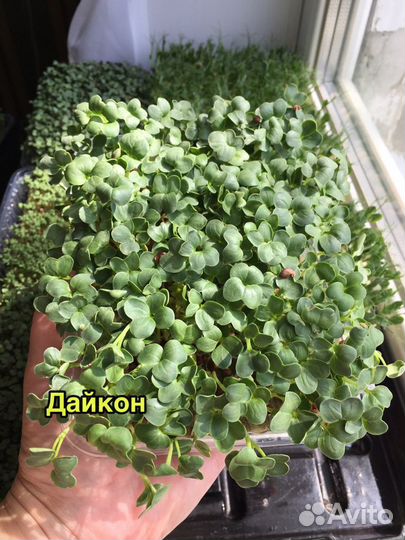 Микрозелень Тамбов