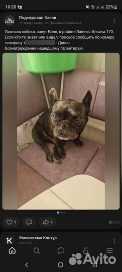 Французский бульдог в добрые руки