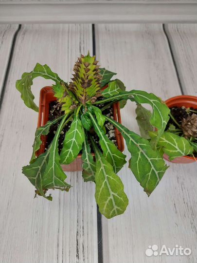 Клеродендрум буханай, кроссандра