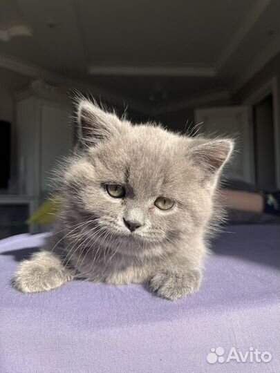 Британские котята
