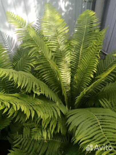 Папоротник садовый