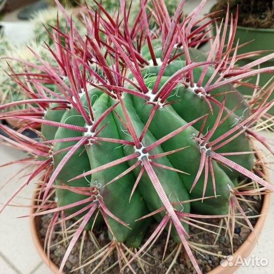 Пальма, калатея, шефлера, примула, виола