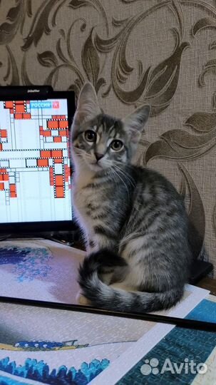 Ласковая кошечка