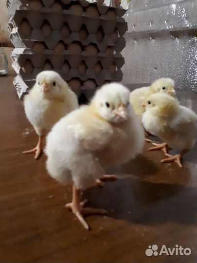 Цыплята бройлеры от 2 сут, подрост