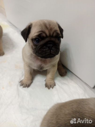 Щенки мопса