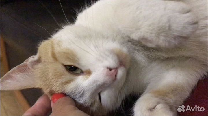 Кошечка Симба в добрые ручки