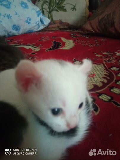 Котята метисы