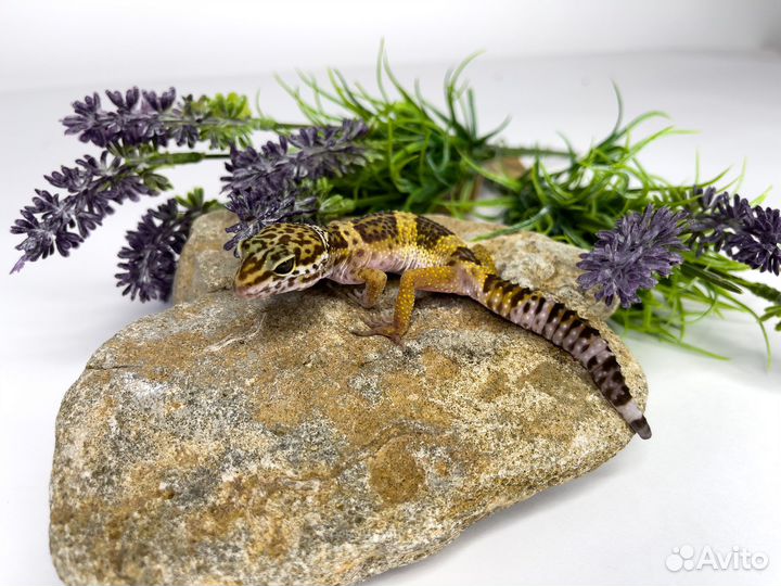 Эублефары мальки