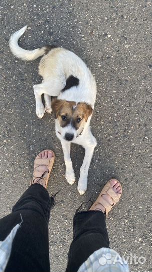 Добрая собака