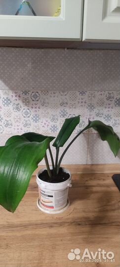 Эухарис амазонская лилия