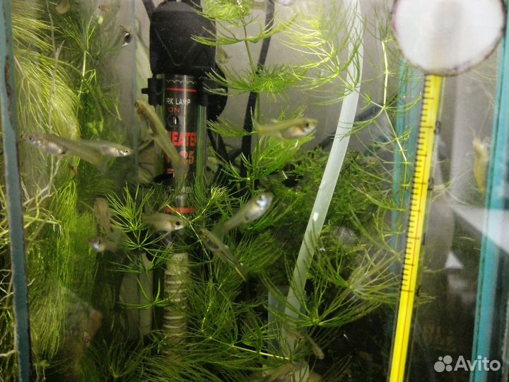 Аквариумные рыбки и растения