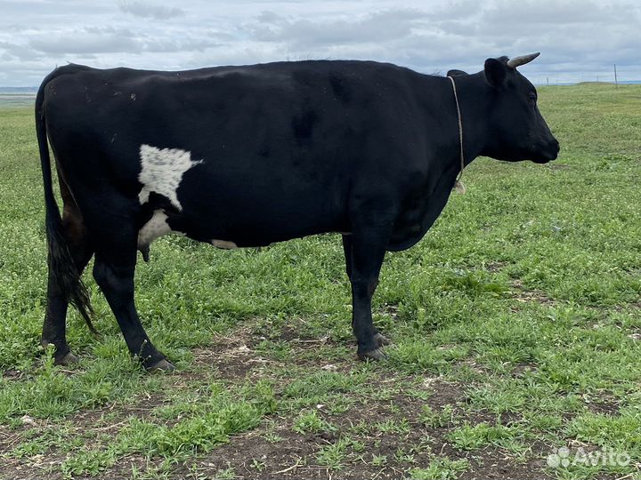 Коровы дойные молочные