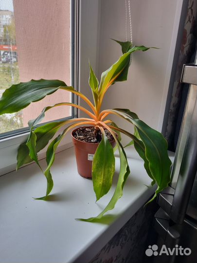 Хлорофитум грин оранж