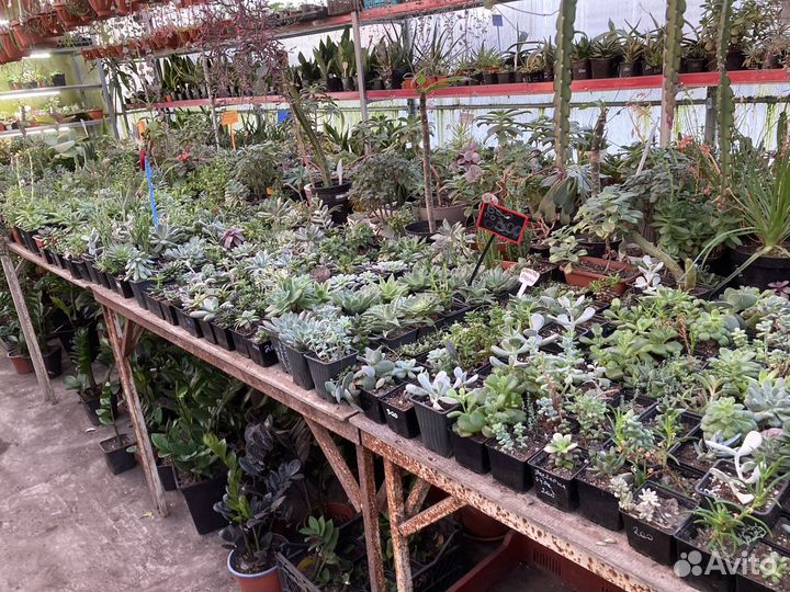 Сансевьера Металик и много других